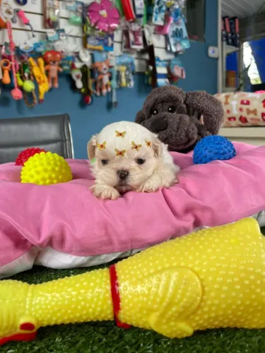 Shihtzu fêmea branca mini disponível 