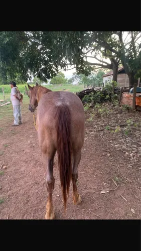 Cavalo Quarto de Milha 