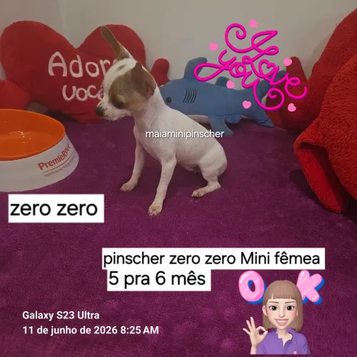 Pinscher fêmea Mini zero zero