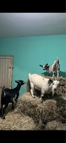 Criação de mini cabras completa