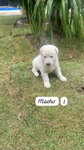 Filhotes de cão pastor 