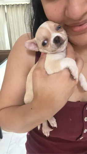 Chihuahua 