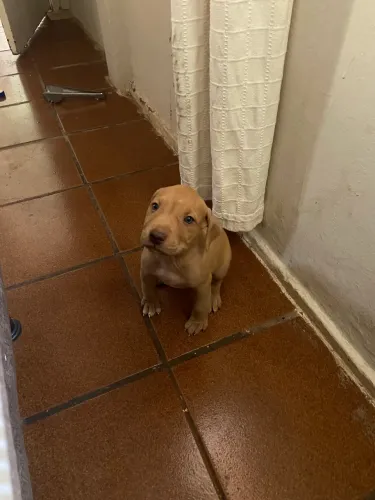 Pitybull
