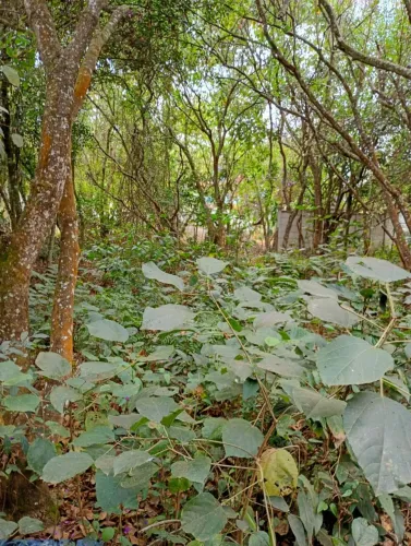 Terreno de 3000 mts em serra azul 