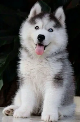 Filhotes de Husky siberiano wooly pelagem longa parcelo .
