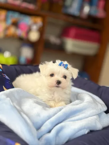 Maltês Machinho!! Usando tapete higiênico, Pais com pedigree, 12x no cartão, entrego!
