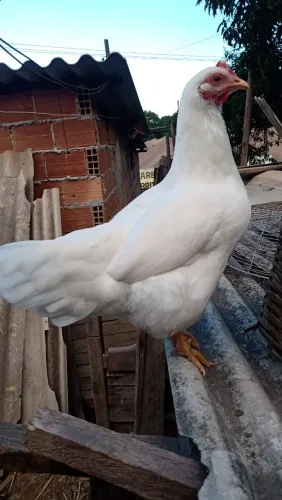 Um galo legorne e duas frangas mestiça legorne 