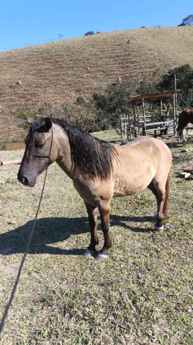 Cavalo de luxo