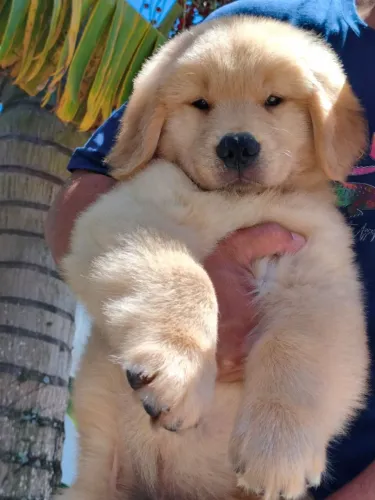 Filhote Golden Retriever parcelamos no cartão