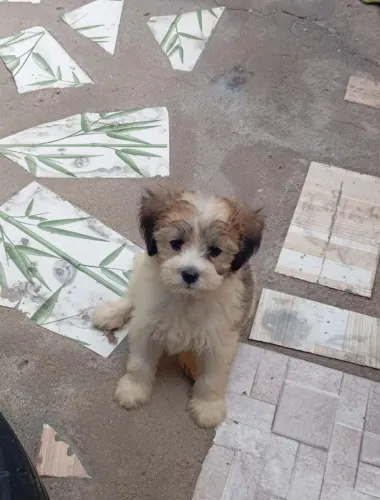 Vende-se filhotes de Shitzu com Poodle 