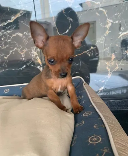 Pinscher 0 -Filhotes saudáveis e com garantia de vida 