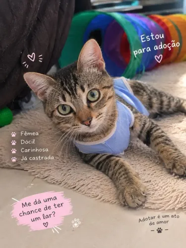 GATA CASTRADA DOACAO