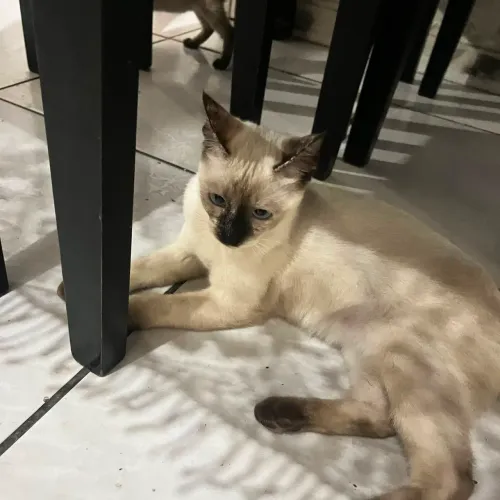 Gatinhos pra doação faço entrega nas proximidades