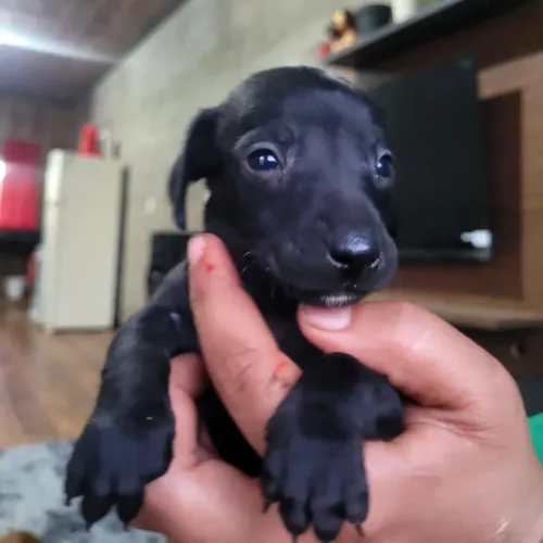 Cachorro salsicha