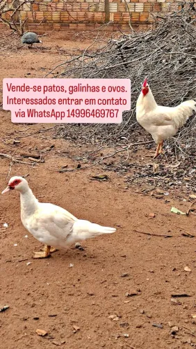 Patos, galinhas e ovos