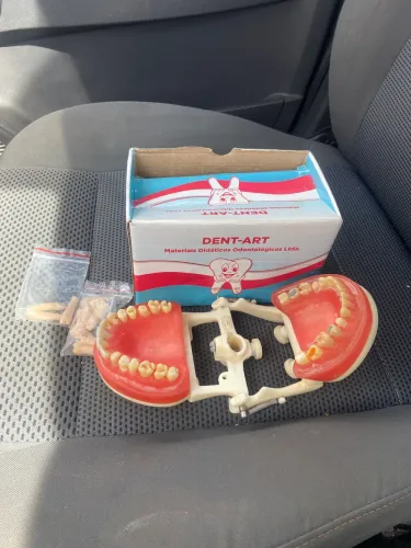 Manequim odontológico 