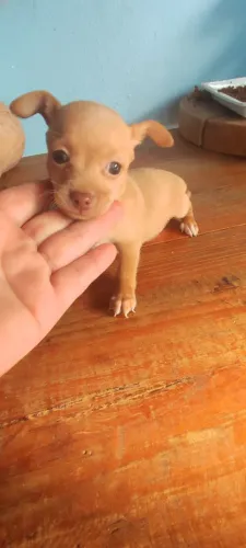 Filhote de Pincher machinho