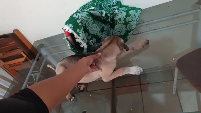Cachorro