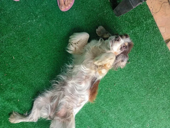 Doação cocker spaniel inglês 