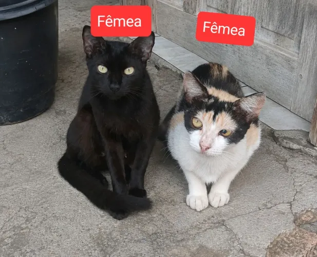 Duas Gatinhas para ADOÇÃO favor leia o Anúncio 