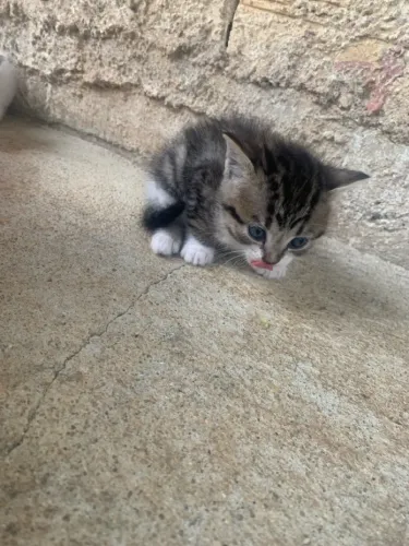 Doação de gatos filhotes