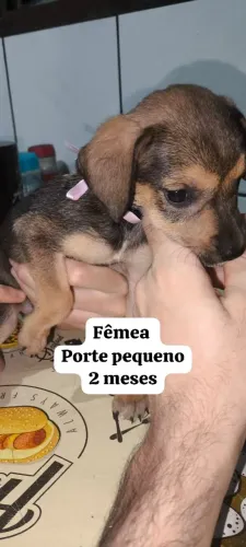 Doa-se filhotes.