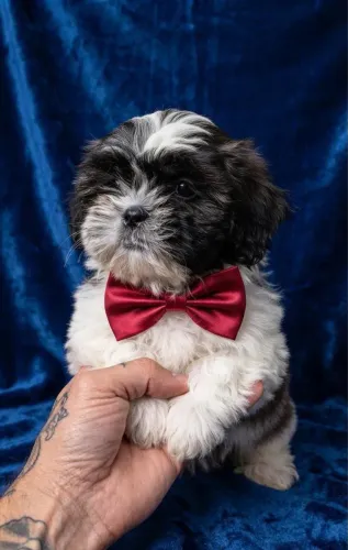 Título: Filhote Shih Tzu com Pedigree e Excelente Temperamento