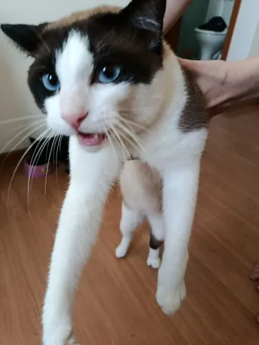 Gato branco para adoção