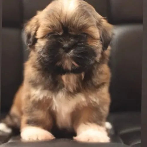 Filhotes de Shih Tzu | Escolha com o coração!