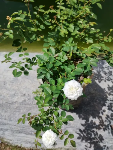 Mudas de rosas