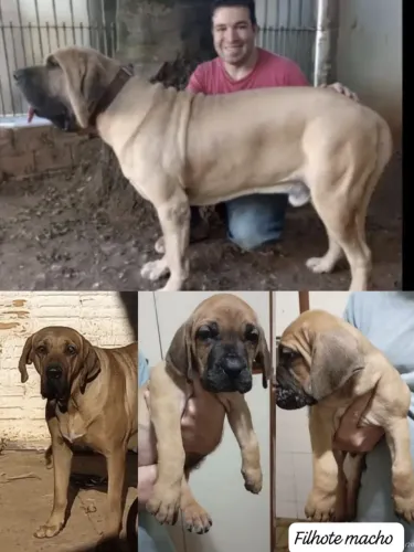 Fila Brasileiro