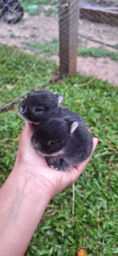 Mini coelho Netherland Dwarf