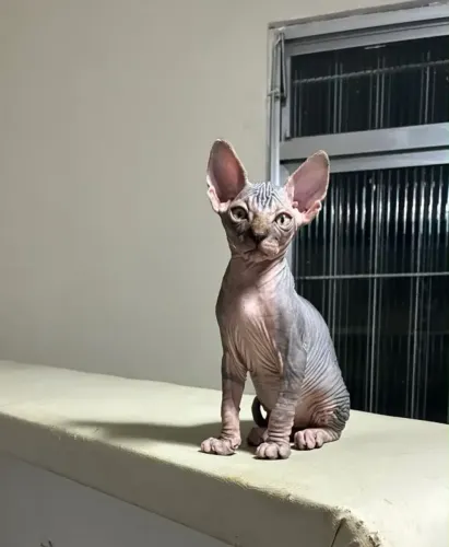 Gato sphynx *