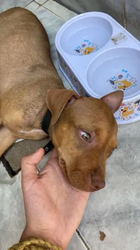 Filhote de pitbull fêmea