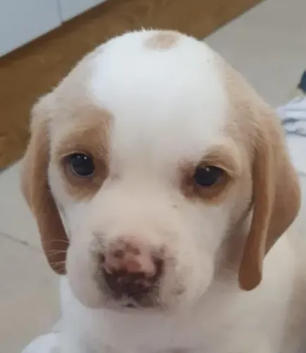 Filhote de beagle um amigo carinhoso para todas as horas