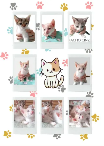 Filhotes de gatinho para adoção responsável