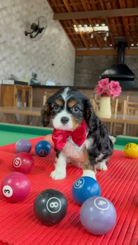 Cavalier lindo machinho foto de hoje entrego 