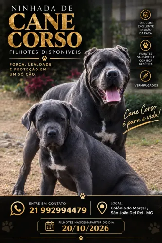 Filhotes Cane Corso