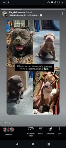 Pit Bull 