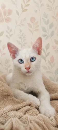 Gato Branco, 3 meses 