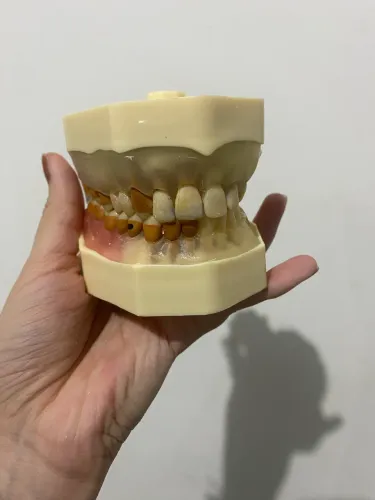 Manequim Dentistica e Periodontia- Orais
