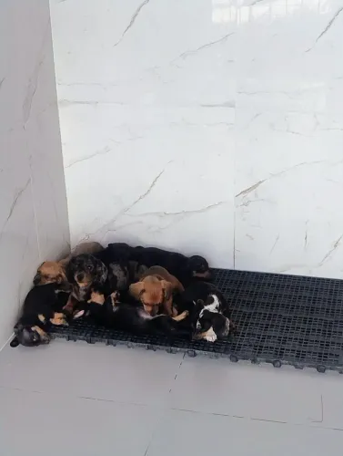 Dachshund ( basset, salsichinha)