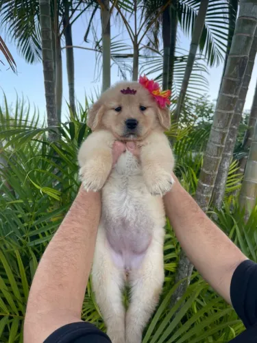 Golden Retriever com Pedigree machos e fêmeas