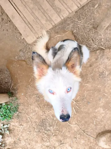 Border Collie fêmea