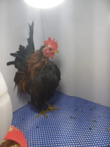 Galinha de serama