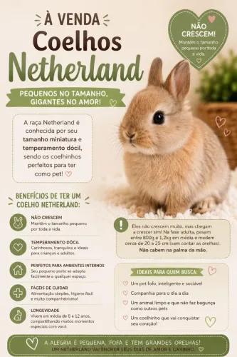 Coelhos Netherland e filhotes disponíveis!