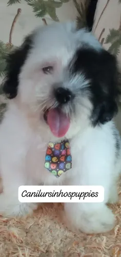 lhasa apso filhotes que faz diferença ursinhos puppies 