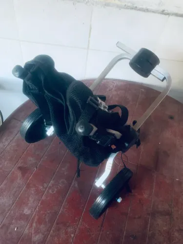 Cadeira de rodinha para gato