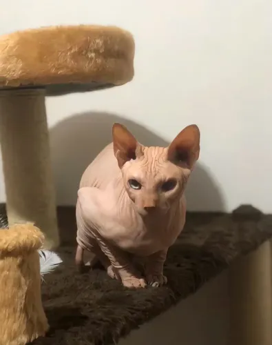 Gato sphynx macho