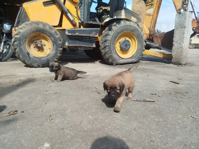 Filhotes de cachorro para adoção